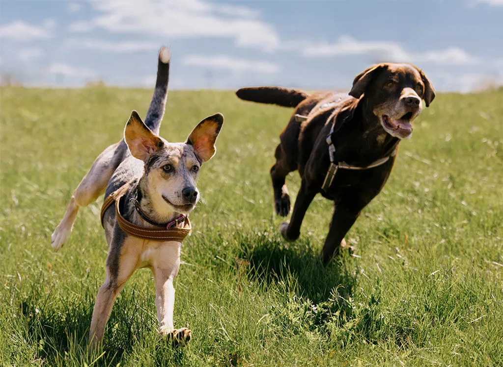 Veterinary Emergency Clinic