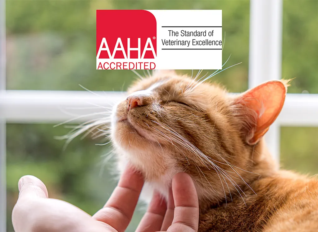 Veterinary Emergency Clinic