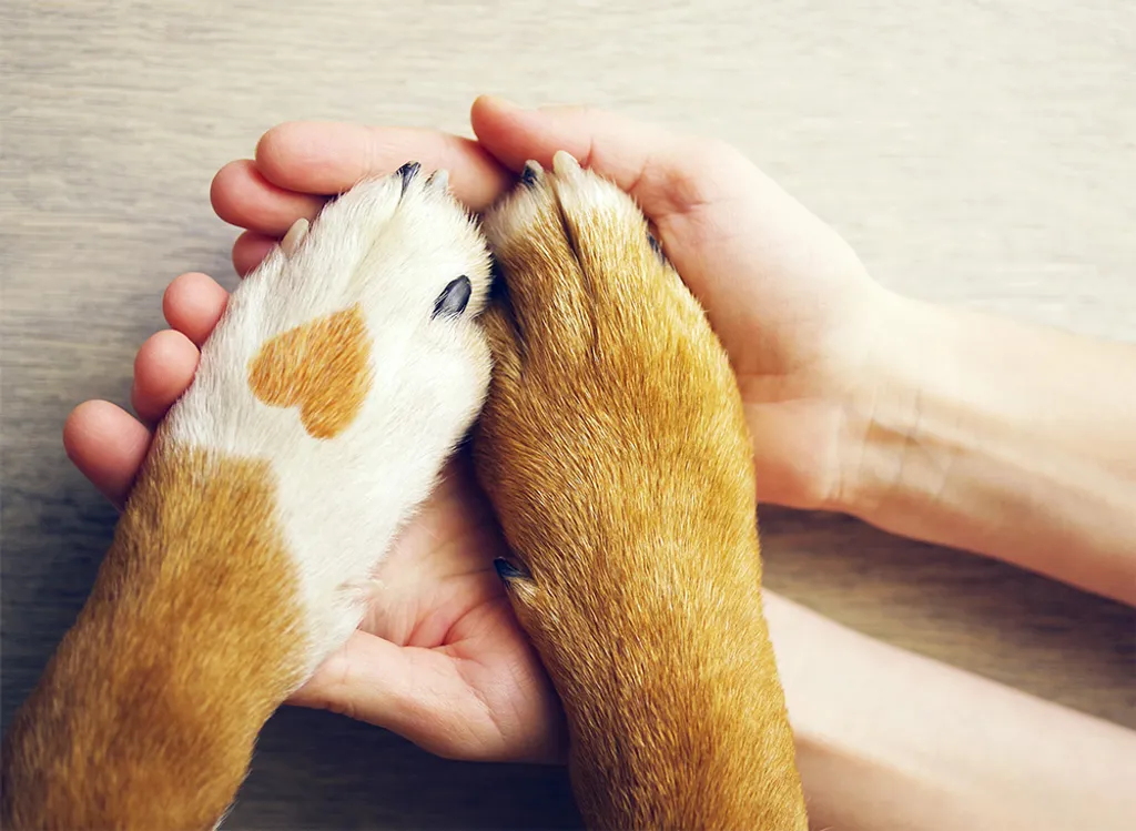Veterinary Emergency Clinic