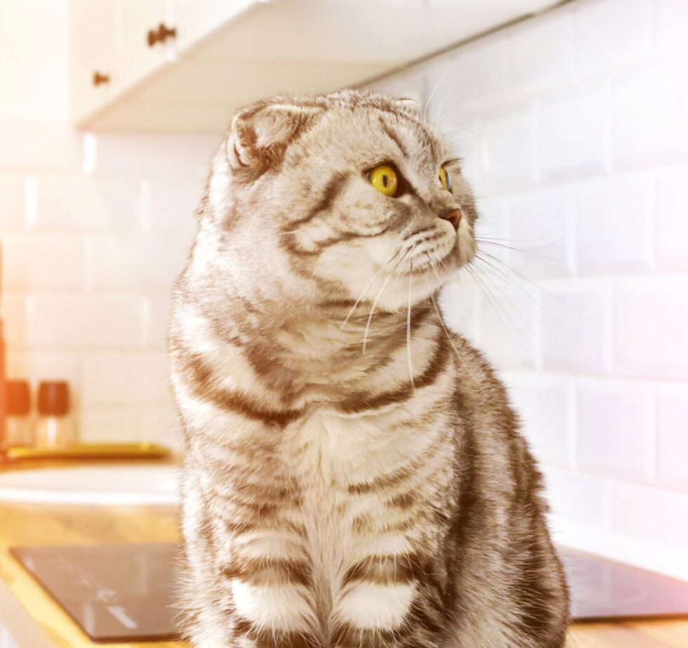 Best Veterinary Hospital In Port Charlotte, FL Veterinary Emergency