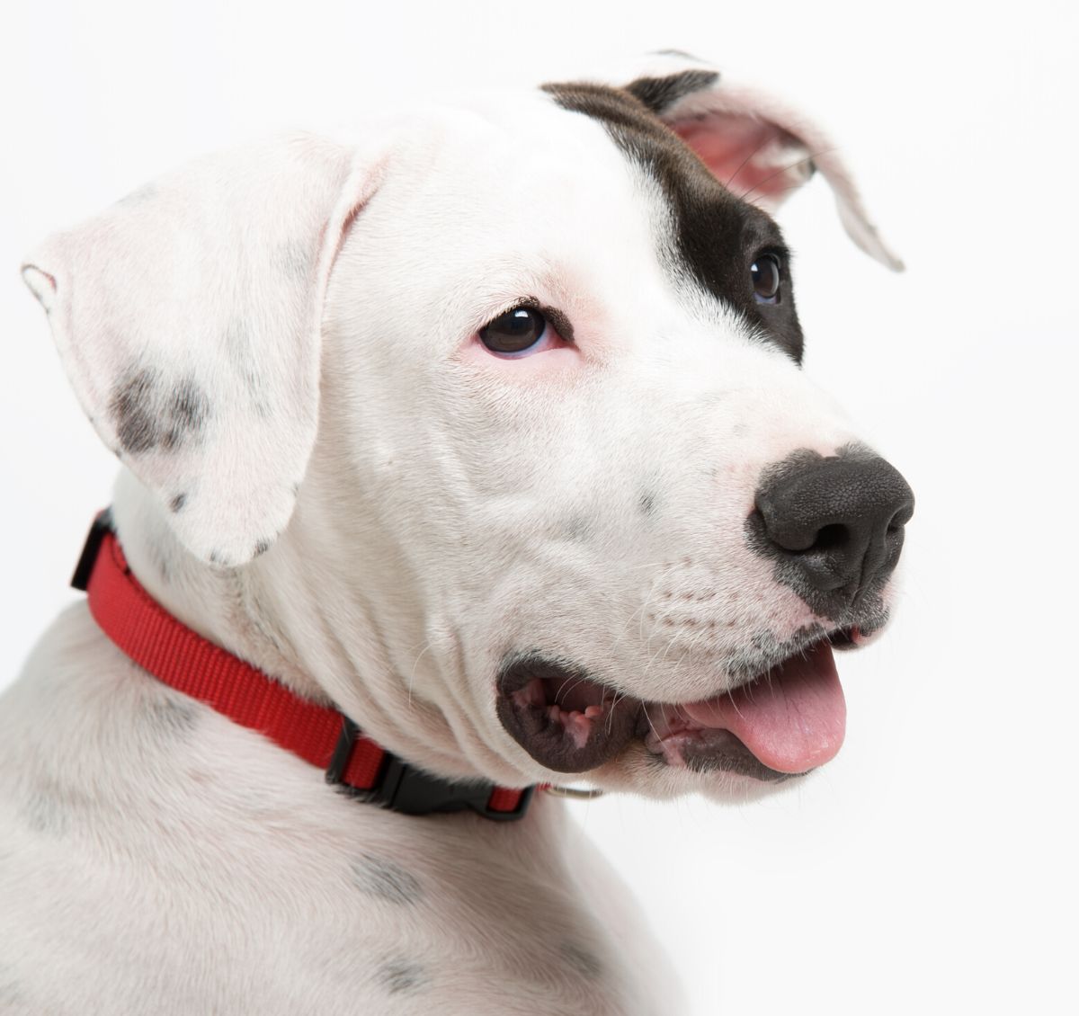 white dog wearing red collar