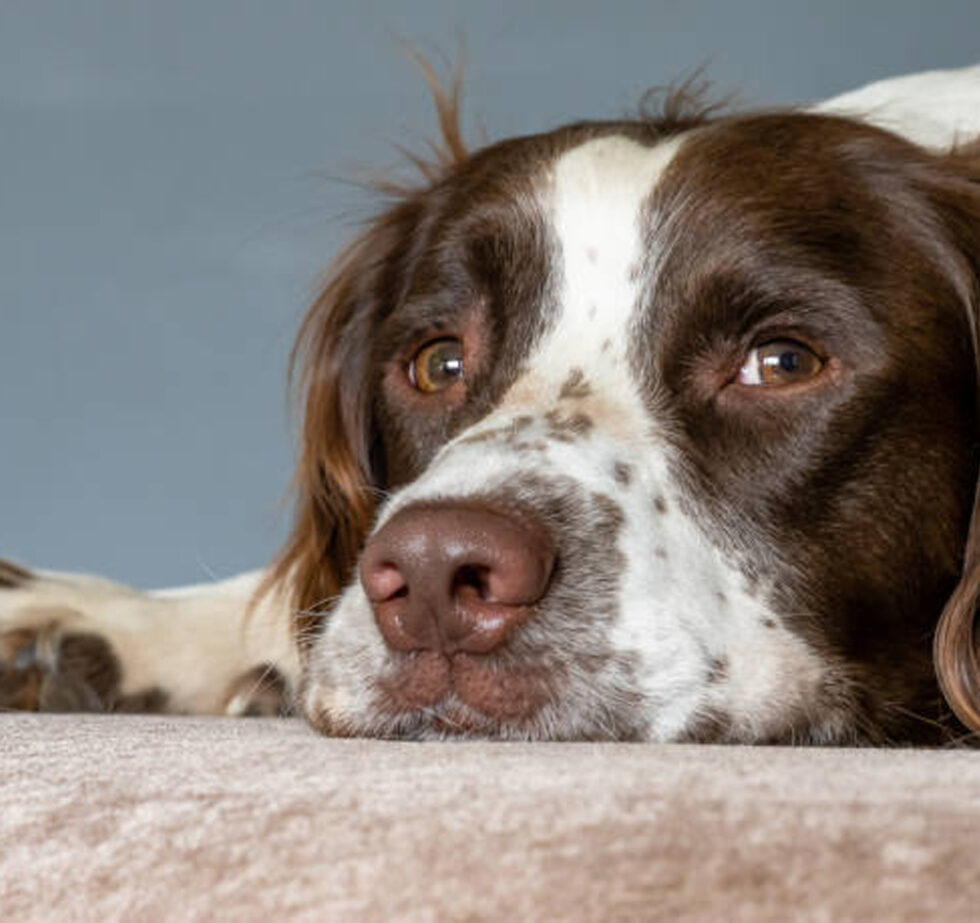 About Veterinary Emergency Clinic Vet In Port Charlotte, FL