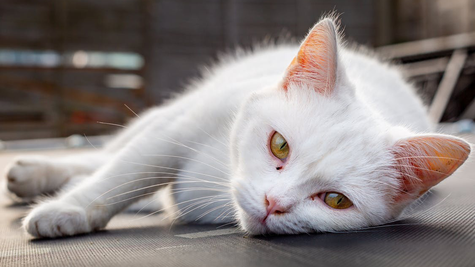 Pet Enteral Feeding In Port Charlotte, FL Veterinary Emergency Clinic