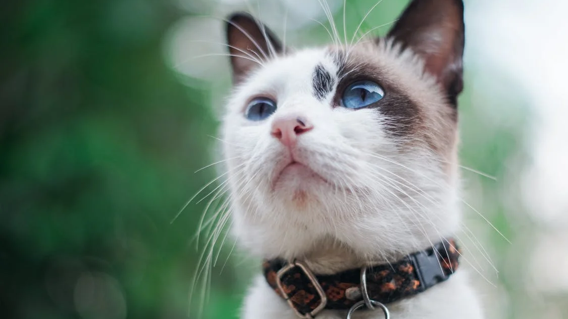 Pet Nutrition Support In Port Charlotte, FL Veterinary Emergency Clinic