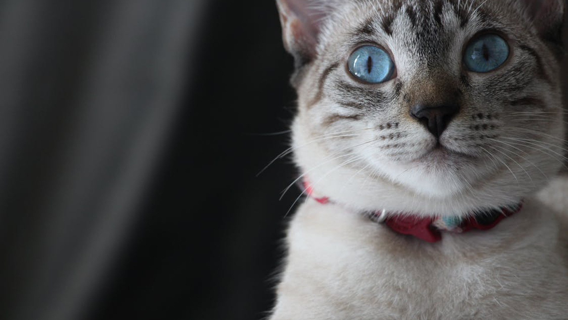 Pet Extra Tender Loving Care In Port Charlotte, FL Veterinary